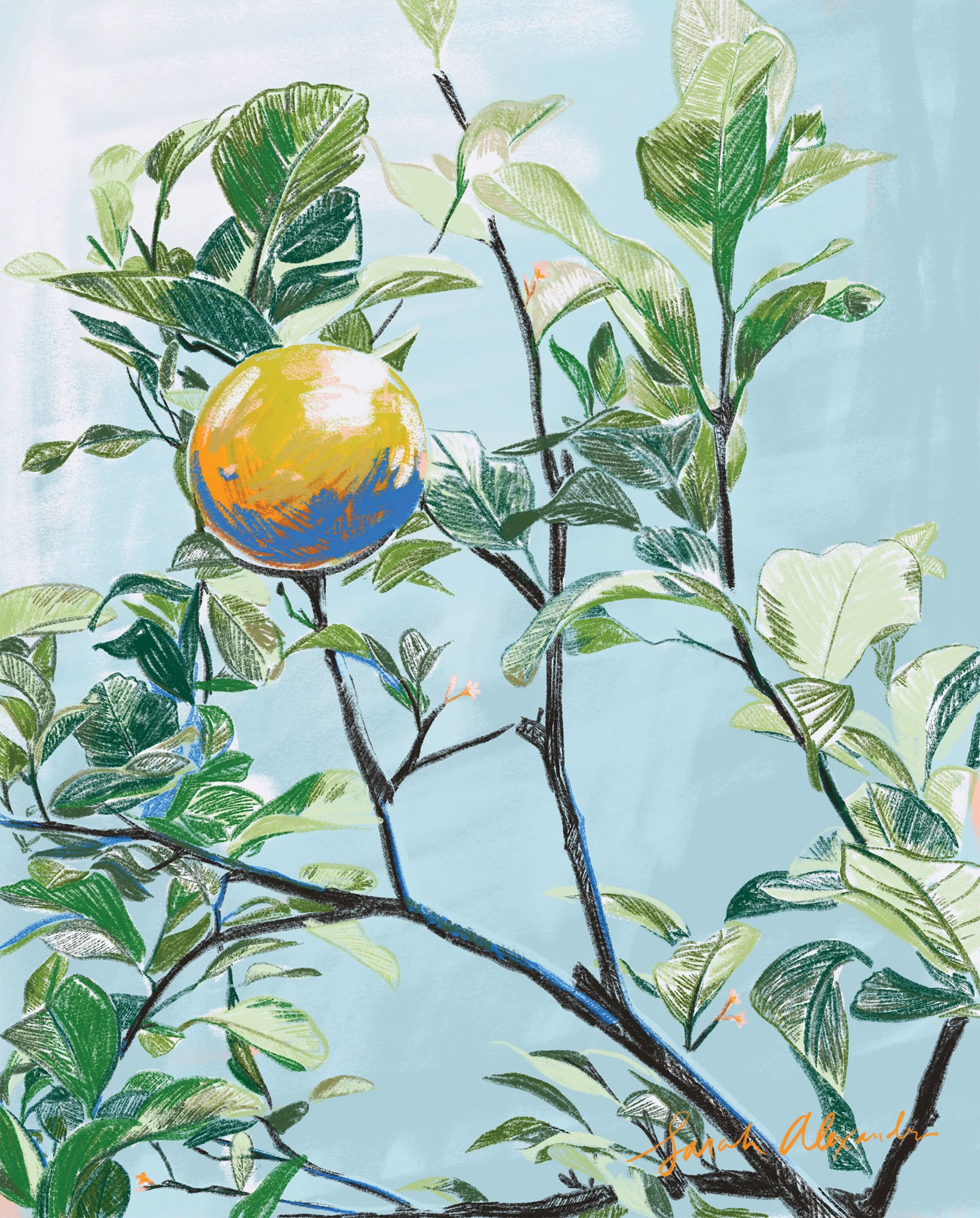 Lake-Come-Lemon-Web.jpg