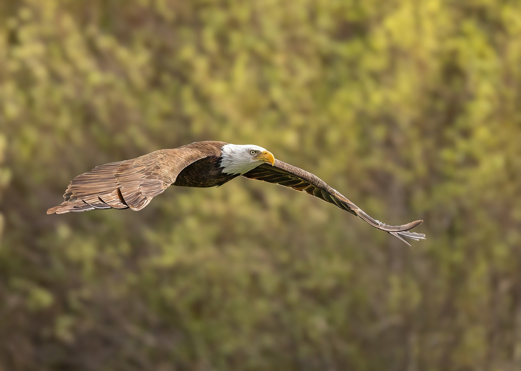 Bald Eagle #raptor #baldeagle #birdofpray #mojavenarrowsregionalpark #calif&oacute;rnia #eagle #birdsoftheinlandempire #mojavedesert #Birds #audobonsociety #audobonsocietyofcalifornia #victorvalleycollege #victorvalley #wildlifephotographer
