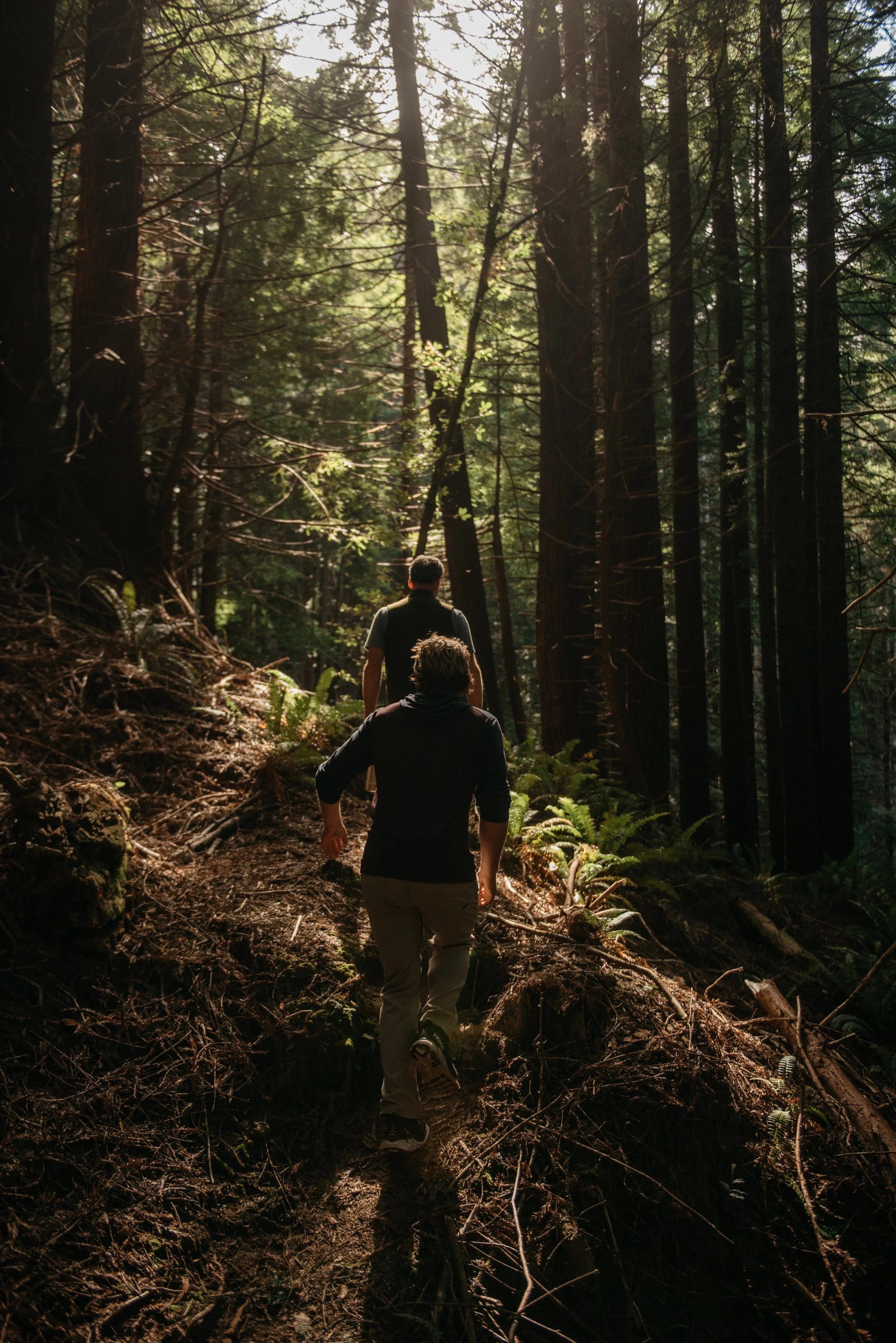 Rewild Yourself at a Nature Retreat with a Forest Healing Walk in Mendocino County, California