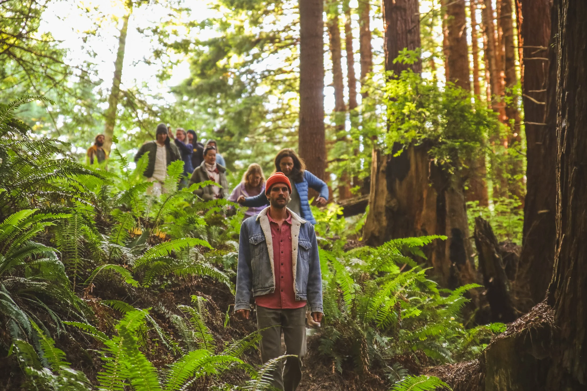 Two people walking through a dense forest with tall trees and green ferns.