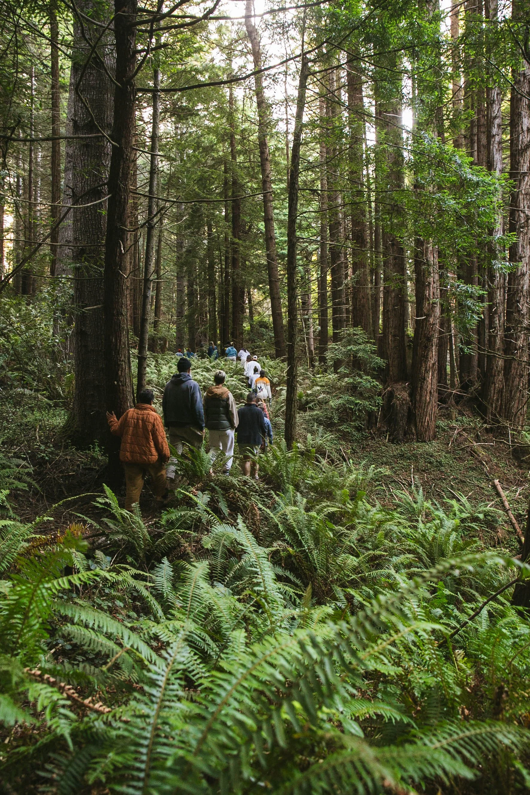 27 Acres of Fern Gully Redwood Forest