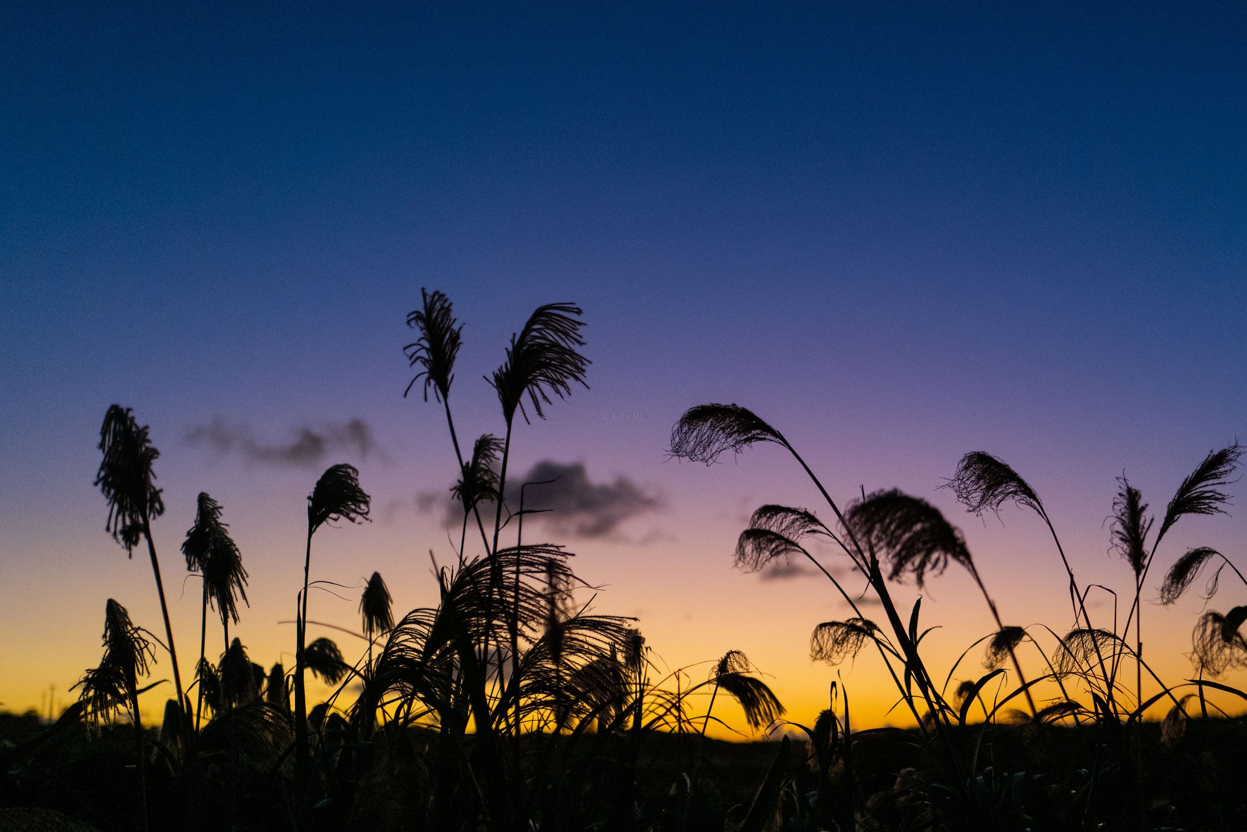 06: DANCING IN THE WIND