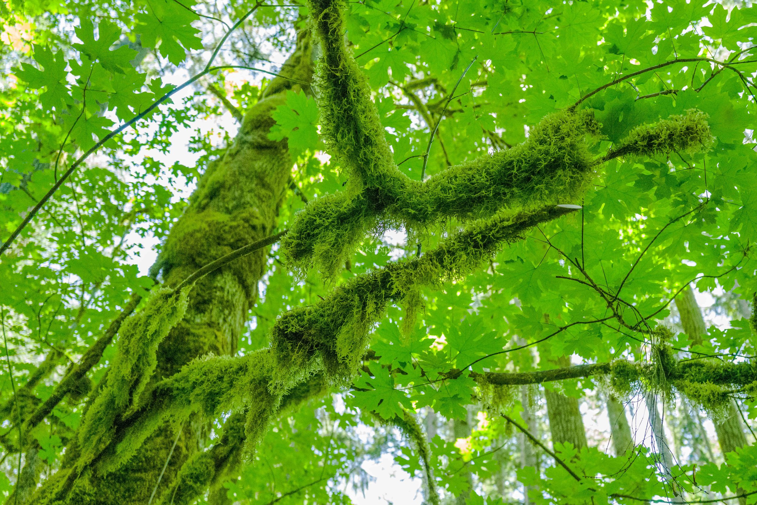 44: HAIRLY BRANCHES