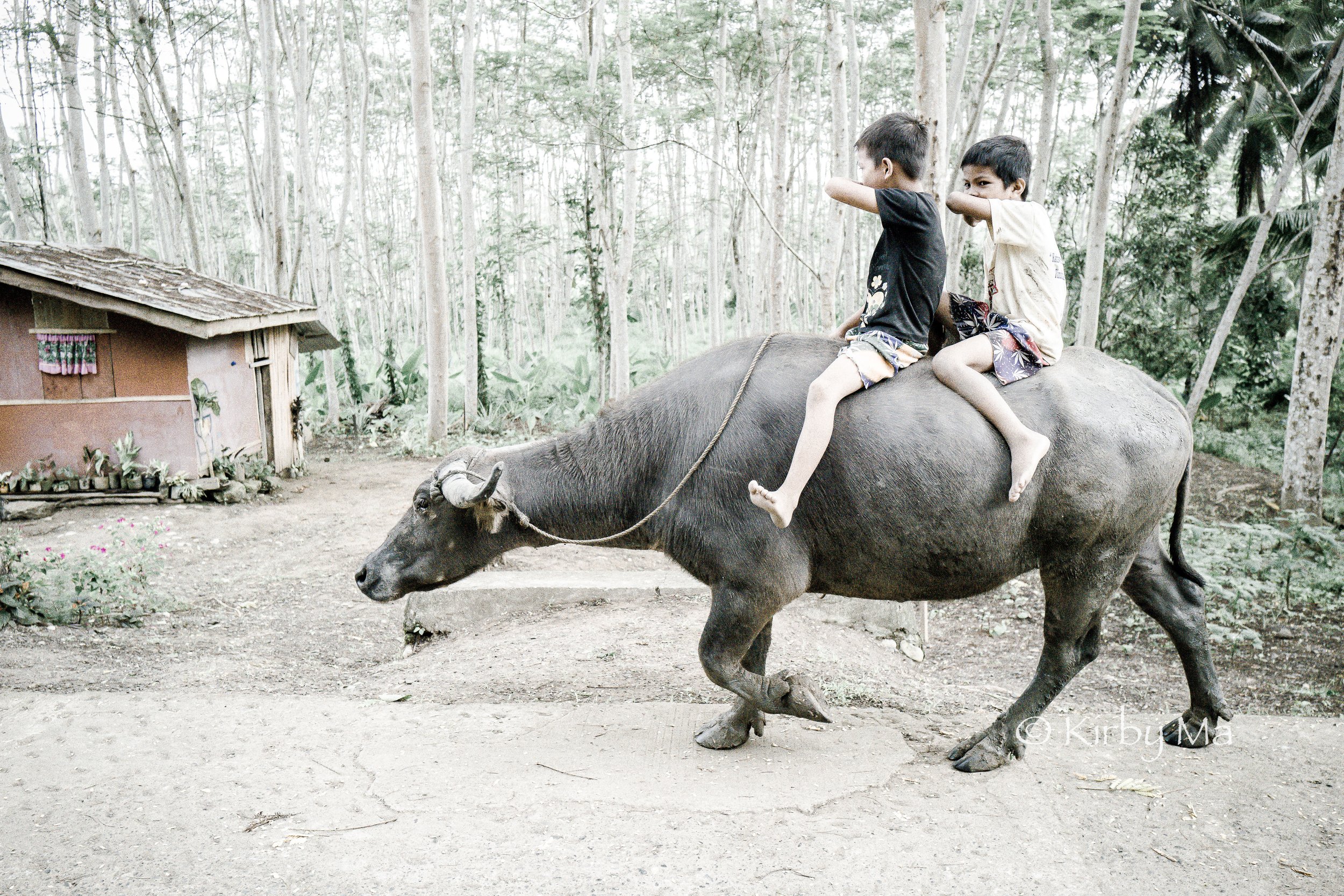 PT05: BUFFALO TRANSPORTER
(Philippines)
