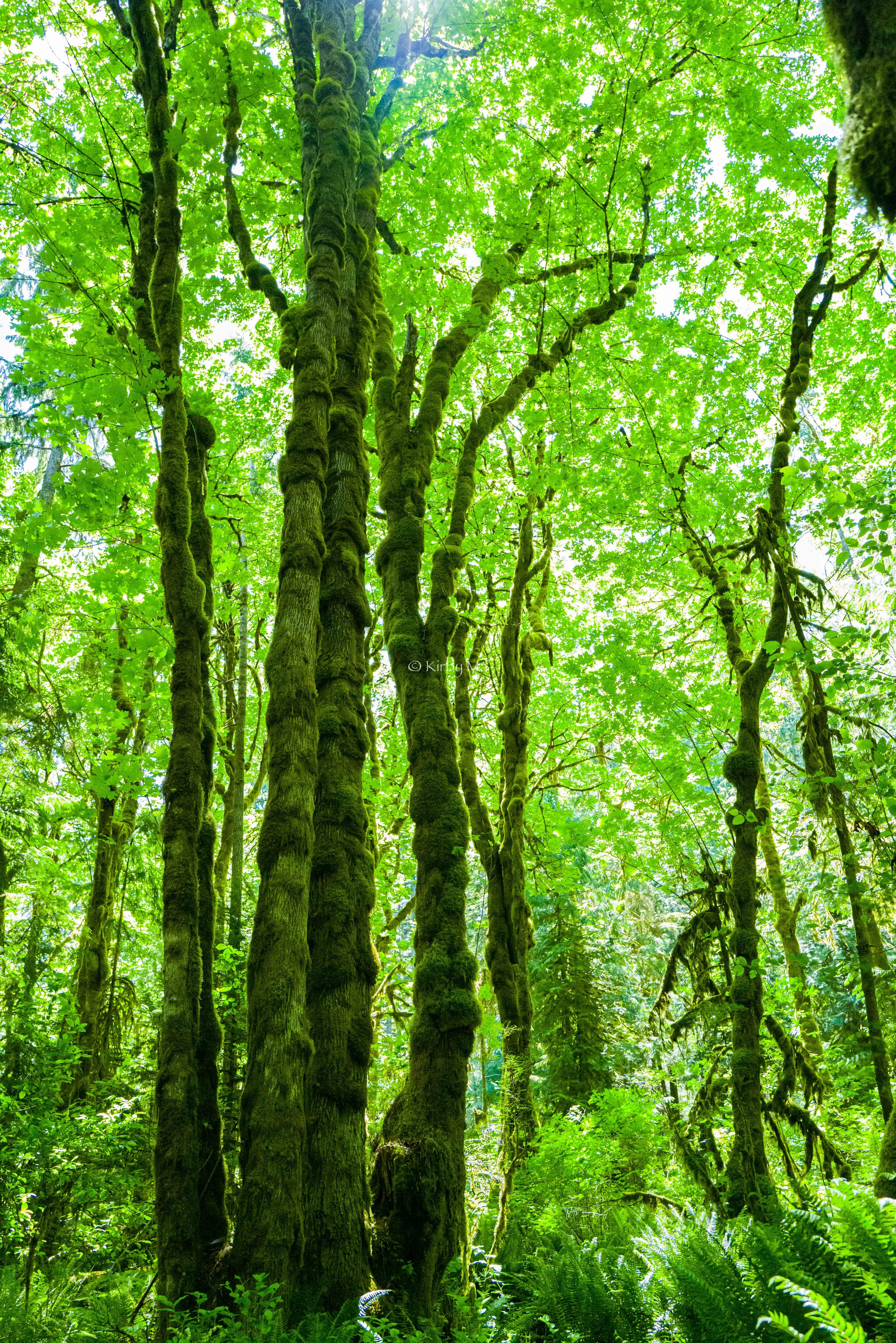 41: MOSSY TREES