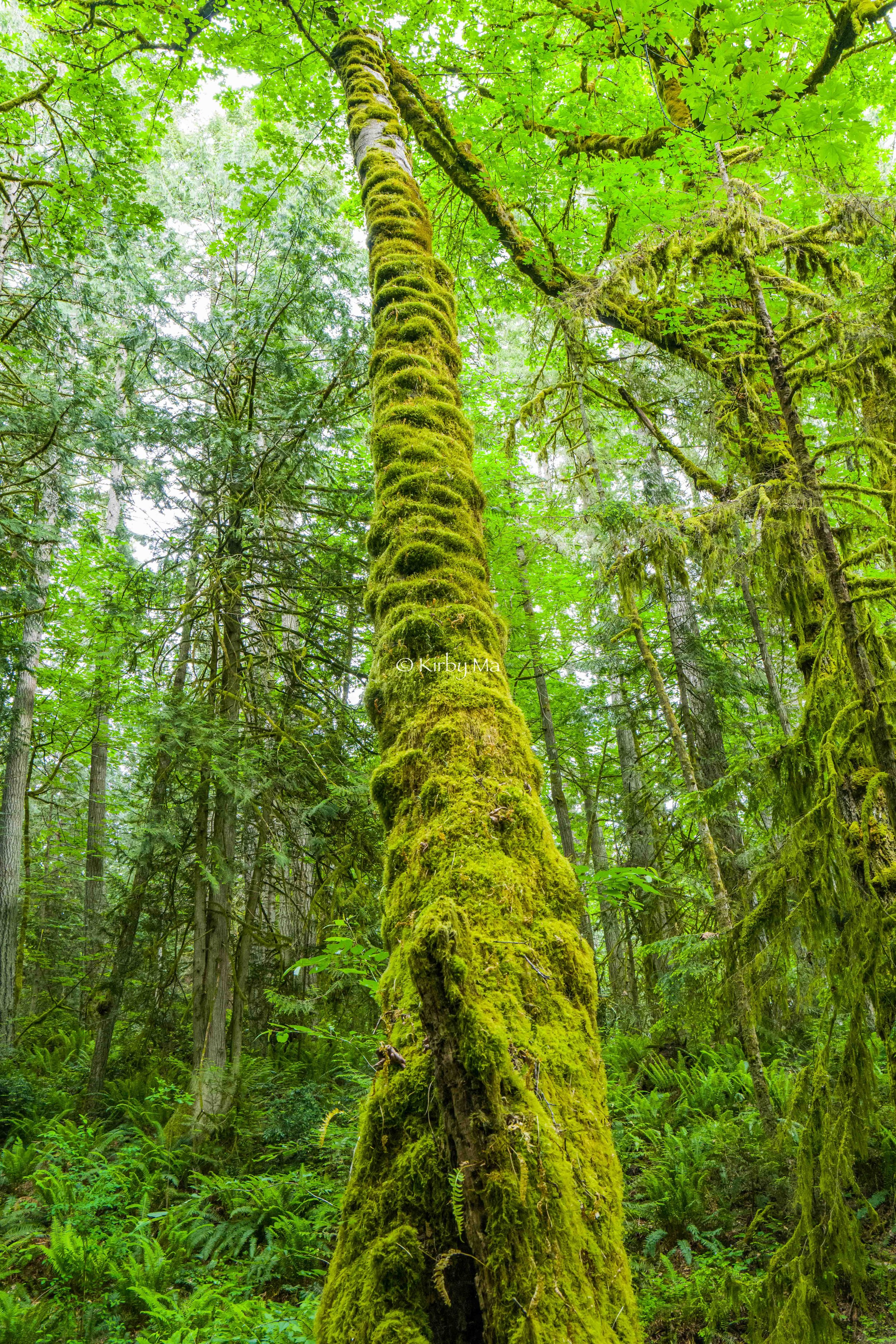 42: MOSSY TREES