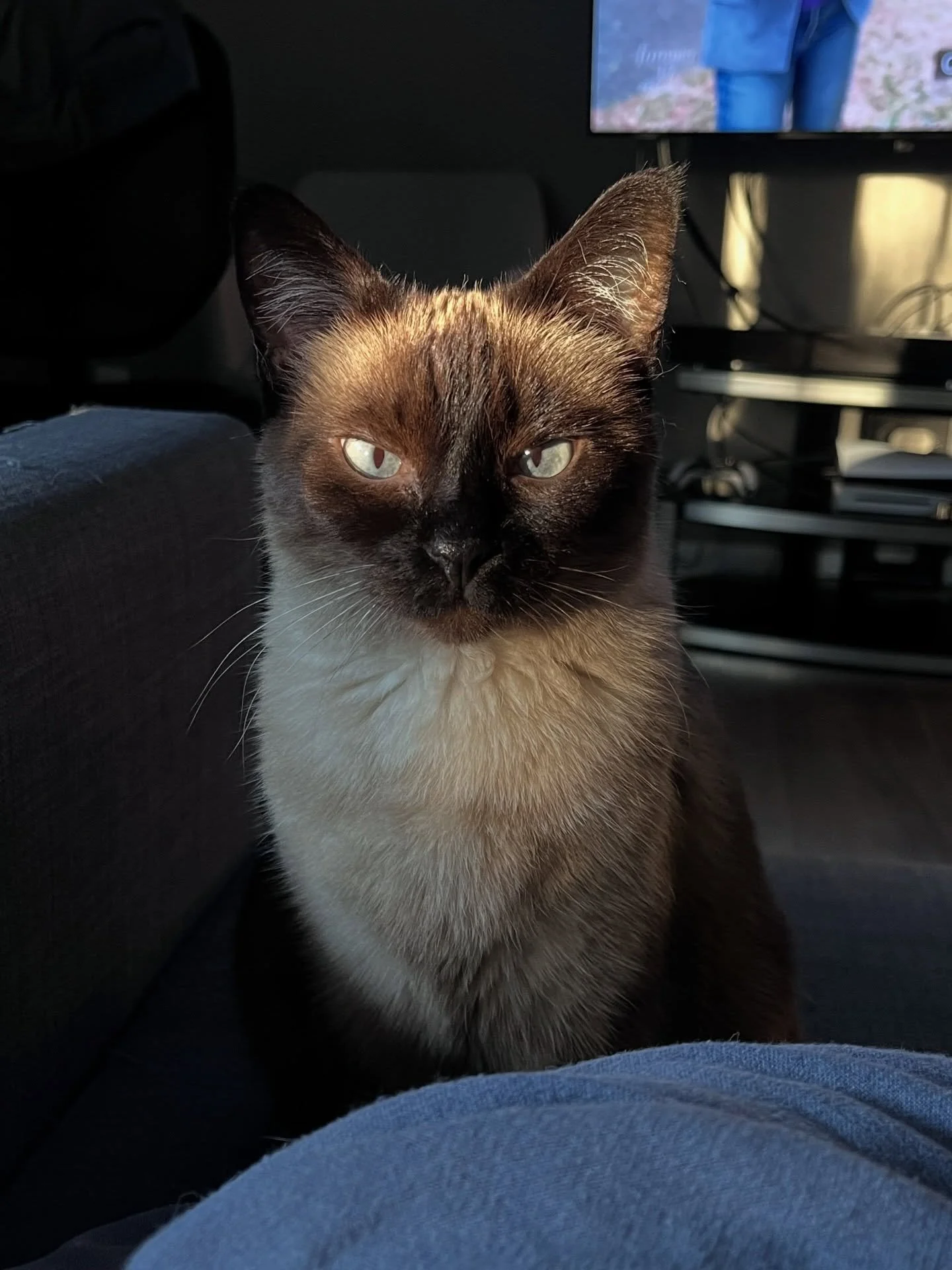 ✨Yesterday Brian &amp; I had to say goodbye to our beloved Millie. She was my best girl for 15 yrs. I still can&rsquo;t believe how quickly it all happened. My Millie was w/me from the time I could hold her in the palm of my hand, nurse her from kitt