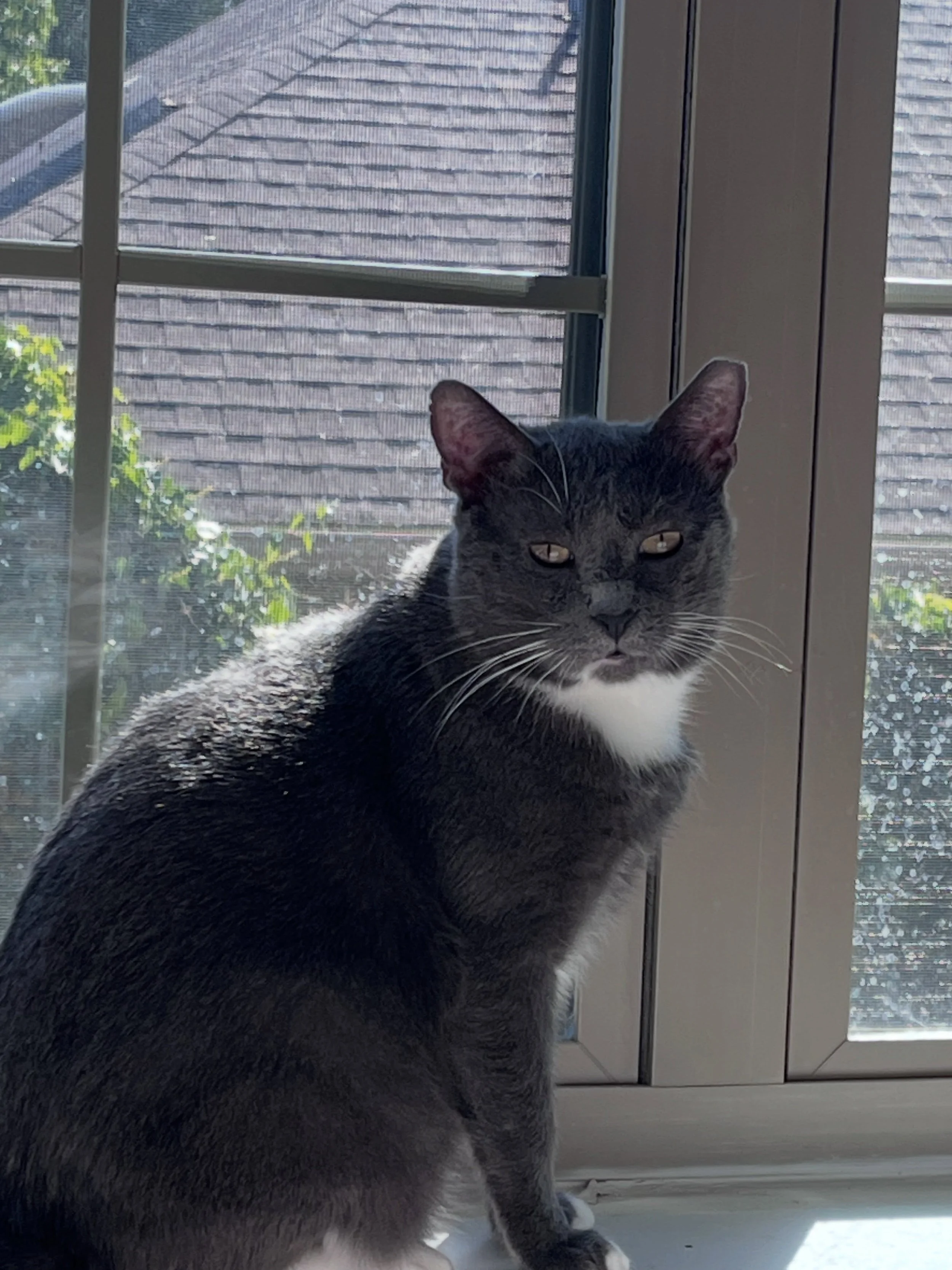 ✨I never thought I&rsquo;d ever make another post like this so soon. Thursday night Brian &amp; I said goodbye to another one of our beloved pet companions. Our Boots was a beautiful handsome gray tabby who we loved &amp; who despite both our efforts