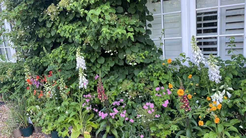 Planting plan 3 CB3 sml.jpeg