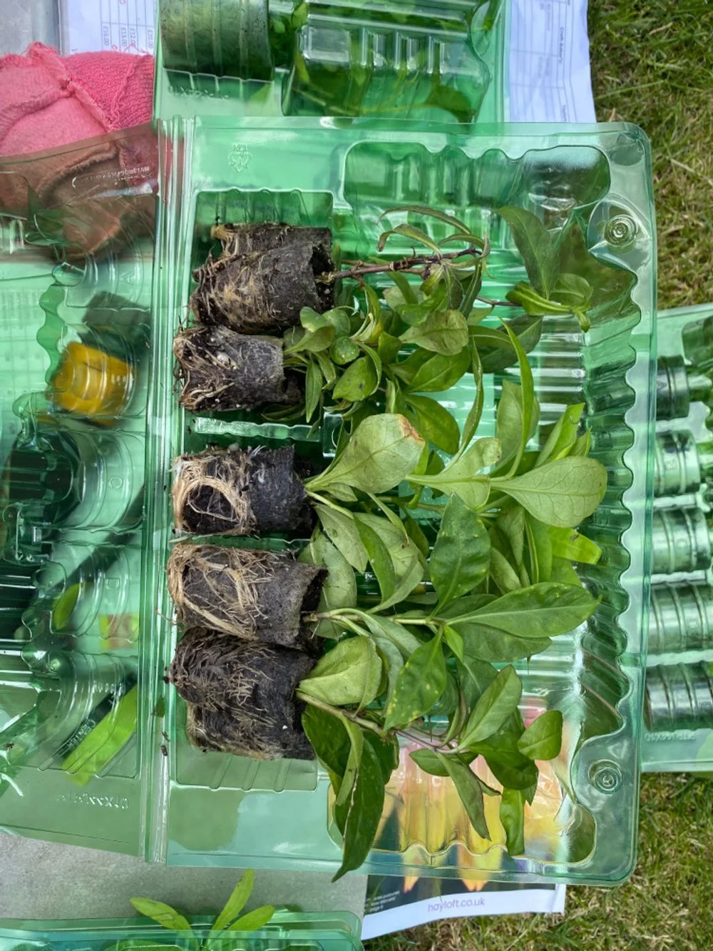Planting plan 2 CB2 sml.jpg