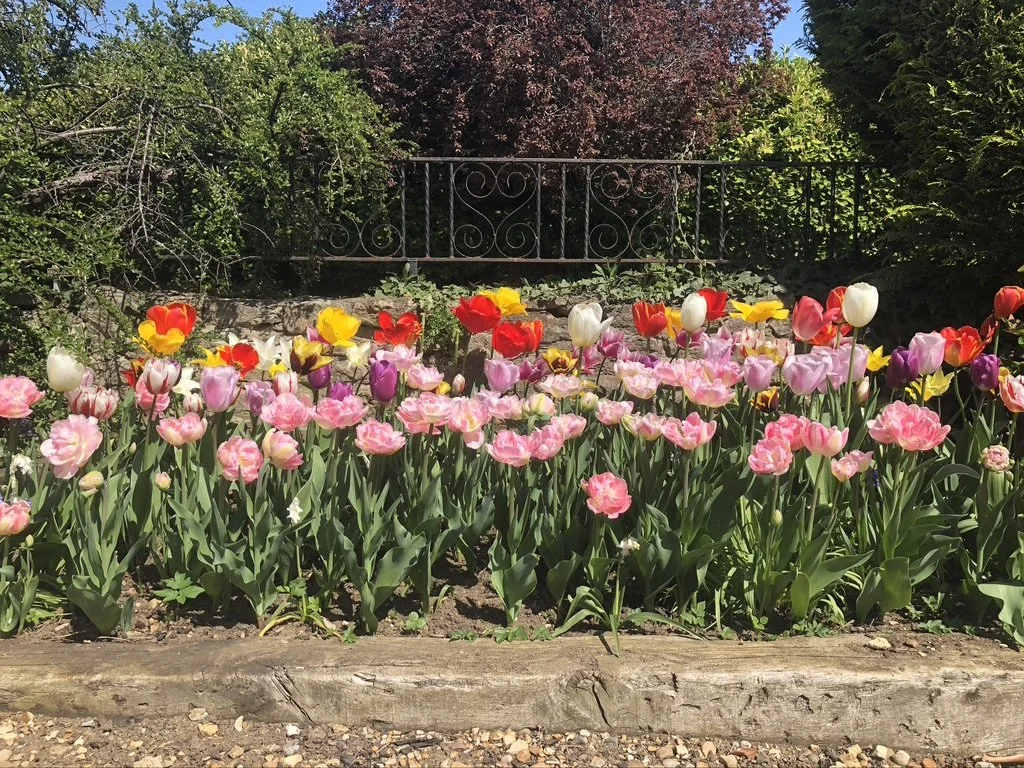 PLanting plan tulips4.jpeg