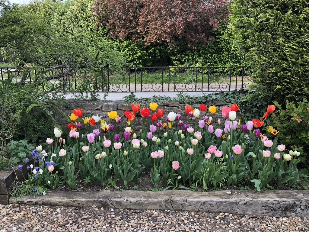 Planting plan tulips3.jpeg