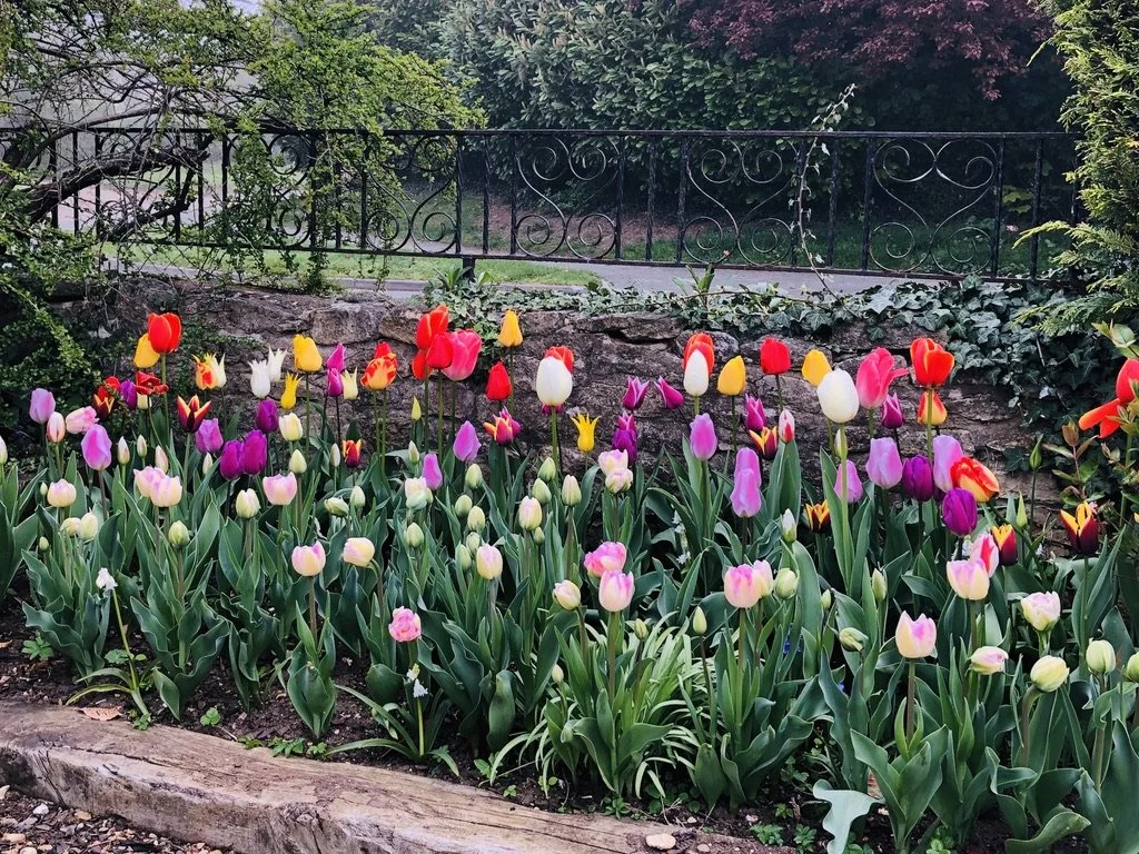 Planting plan tulips2.jpeg