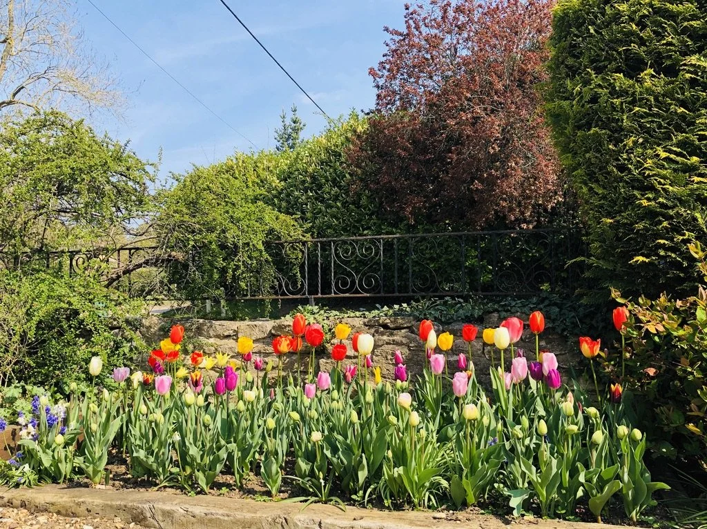 Planting plan tulips1.jpeg