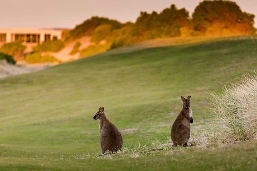 We do have uninterrupted views... except when these guys get in the way 🤣
📸 @barnbougle