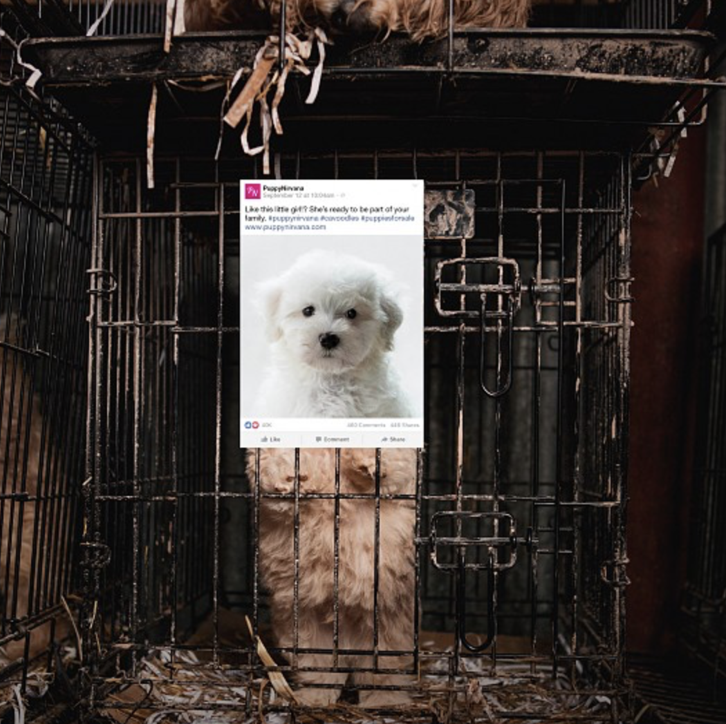 RSPCA 'The Disguise'