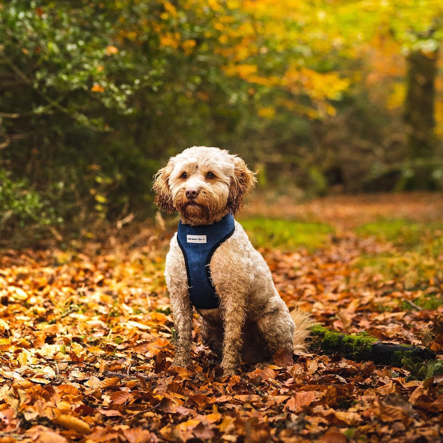 Handsome in blue today 💙 

#nfdogco #newforestdogs #dogsofinstagram #cockapoosofinstagram #hempcotton #hempharness #dogharness #smallbusiness #supportsmallbusiness #shoplocal #newforestbusinesses