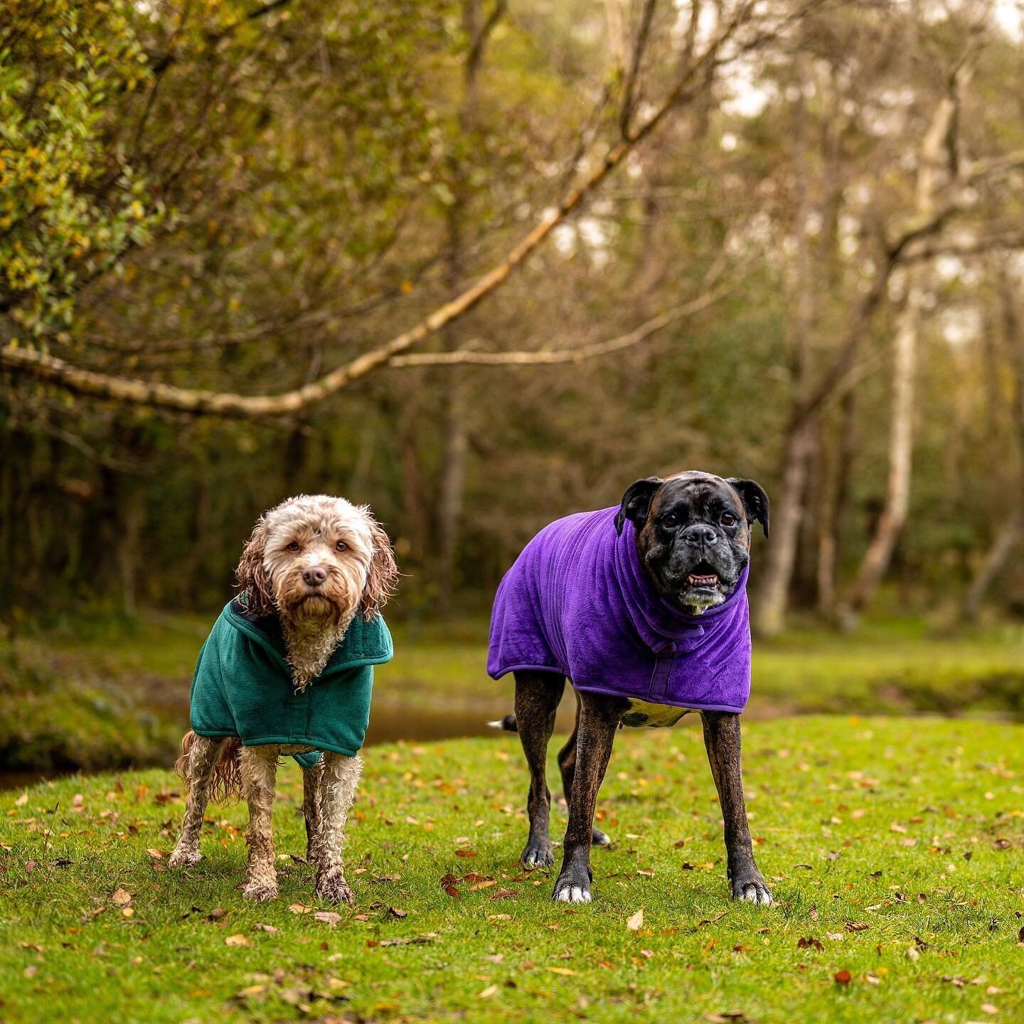 🌟 SALE 🌟 

We have 25% off all drying robes using code: DRYINGROBE25

Limited stock available so be quick!! Offer ending Sunday 26th June. 🤎 💚 

#nfdogco #newforestdogs #newforestbusiness #summersale #shoplocal #supportsmallbusiness #dryingcoat #