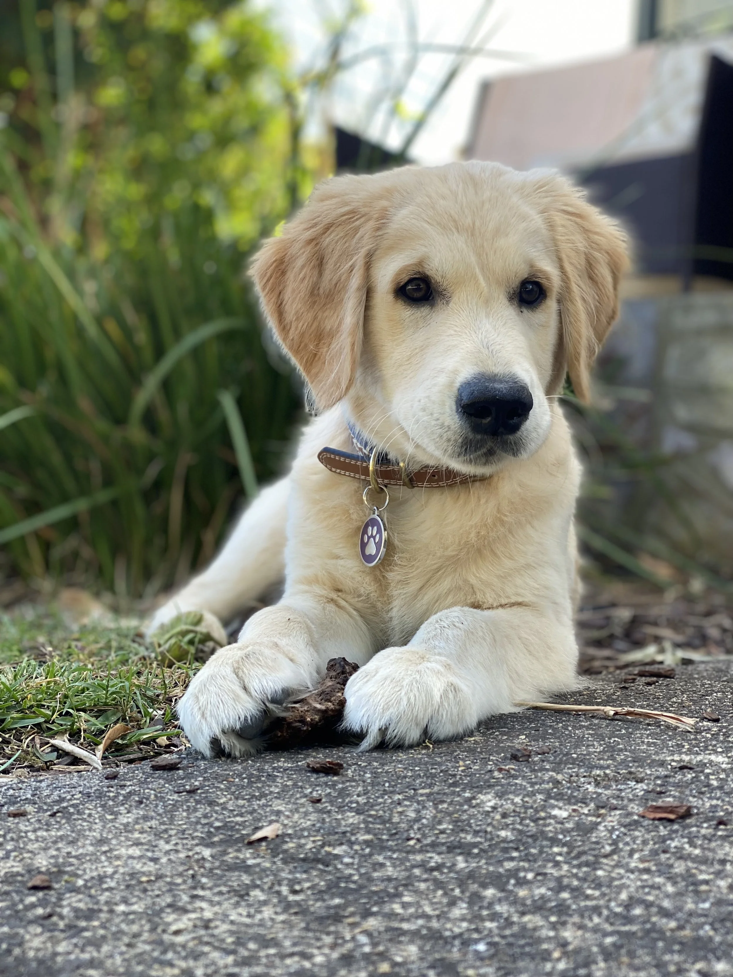 Kinesiology for animals