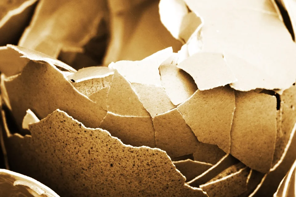 Using Eggshells to Grow Bones
