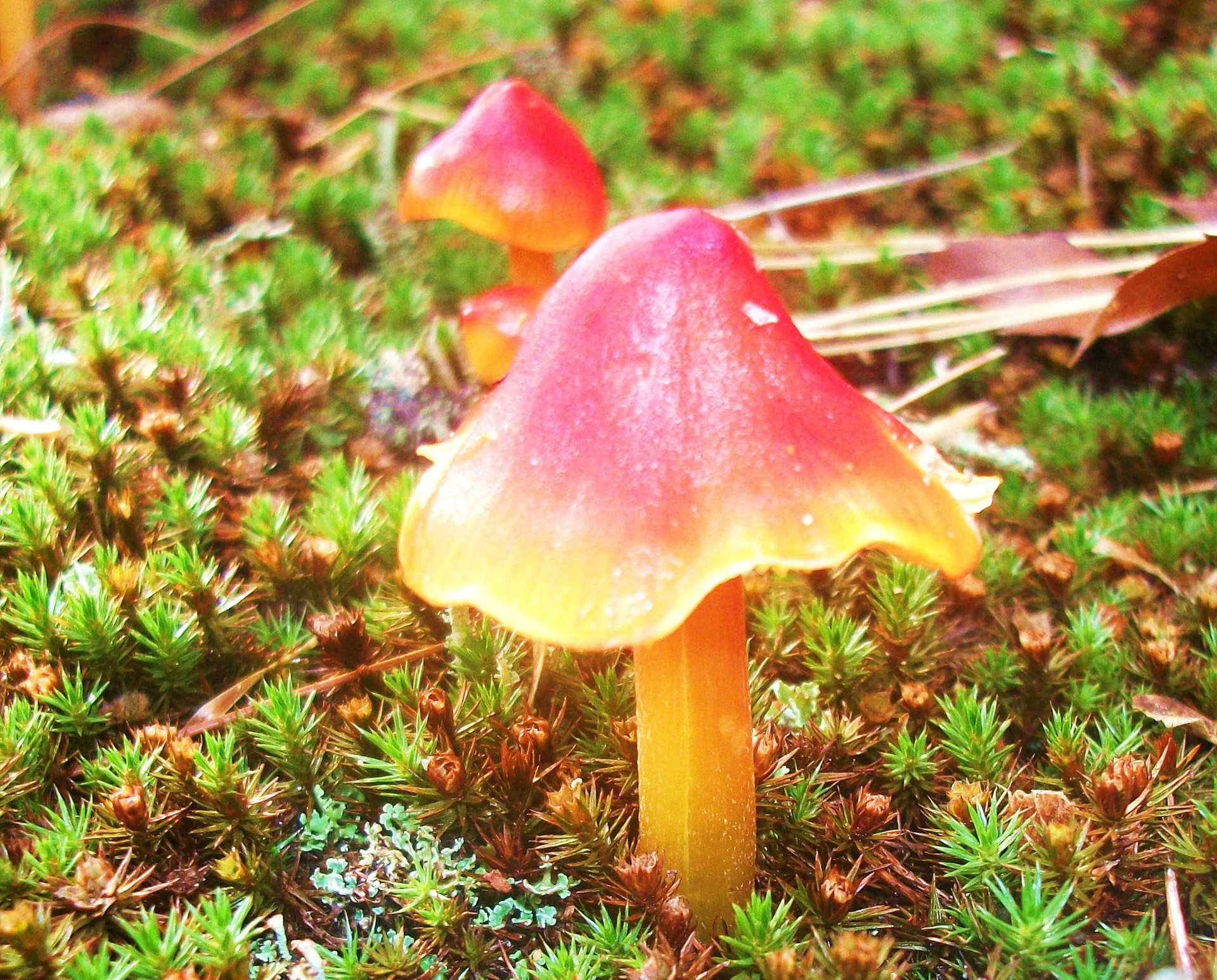 World's underground fungal life to be mapped for first time