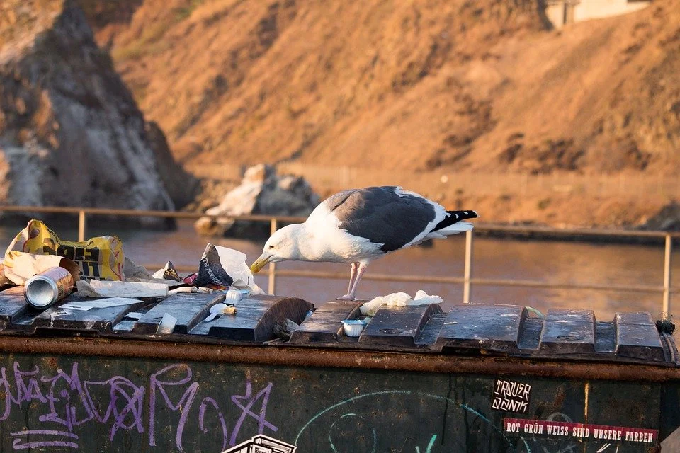 U.S. Should Create National Strategy by End of 2022 to Reduce Its Increasing Contribution to Global Ocean Plastic Waste, Says NAS Report