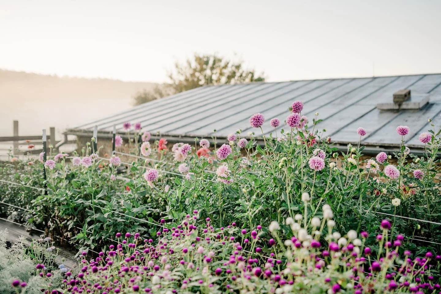 HOPE FLOWER FARM 4.jpeg