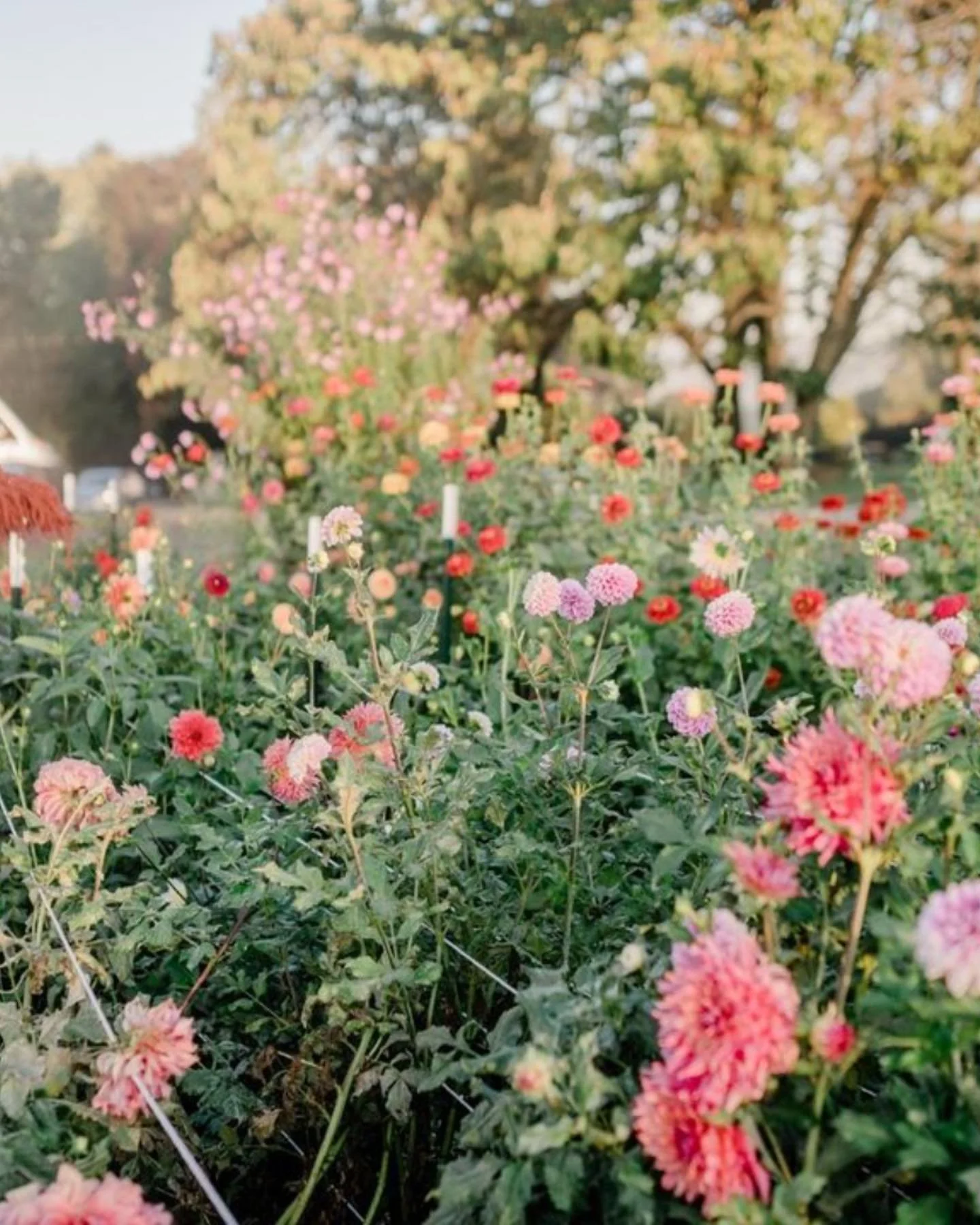 HOPE FLOWER FARM 3.jpeg