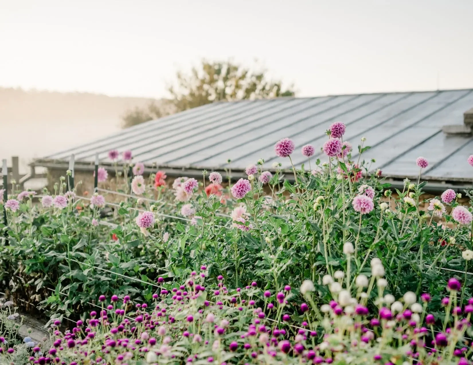Hope Flower Farm.webp