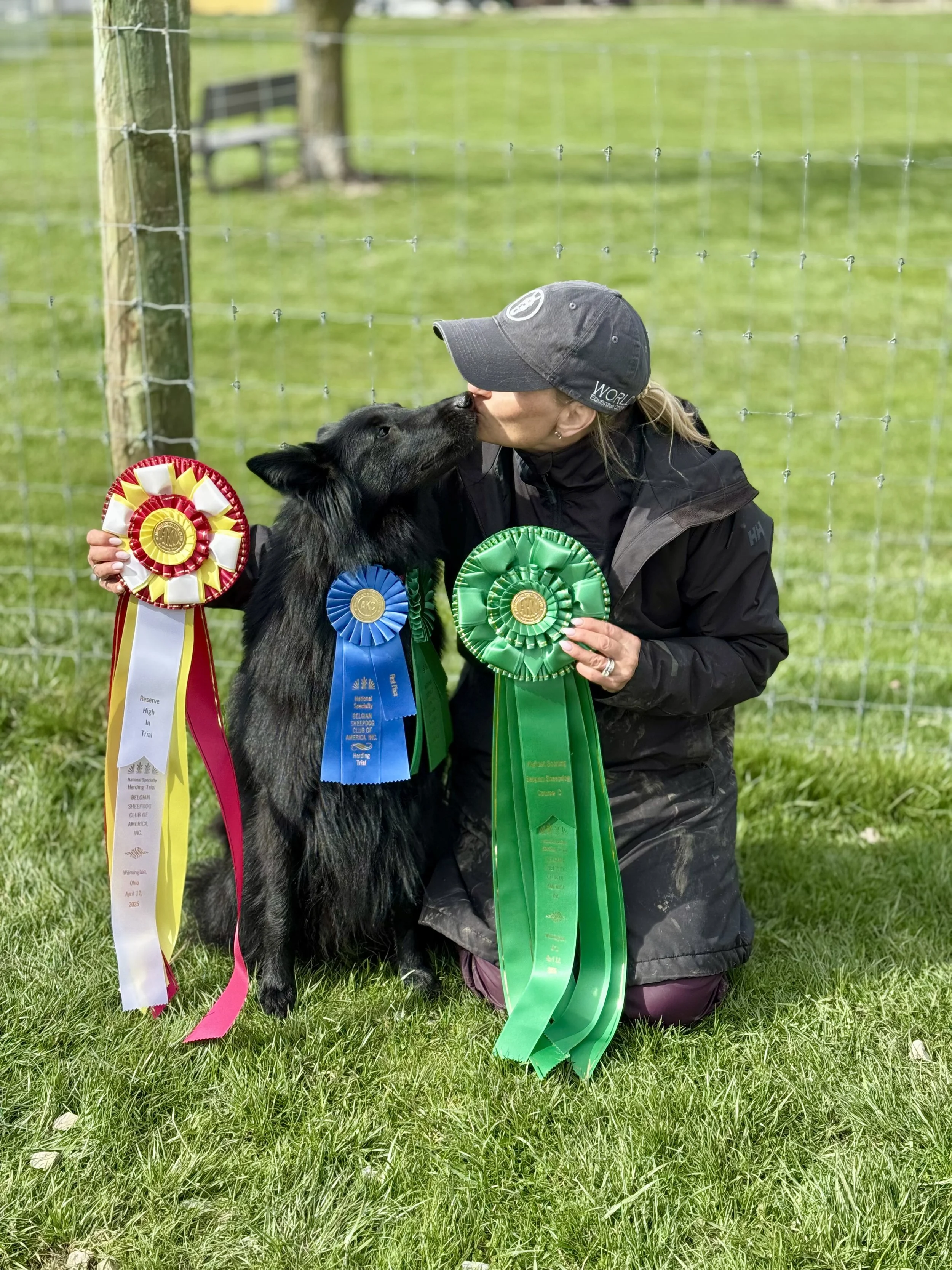 The Life of a Show Dog: Paws, Ribbons, and a Little Bit of Limelight