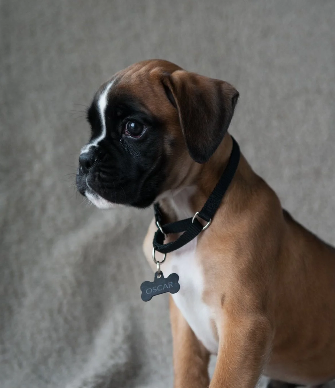 A Space Only A Dog Could Fill: Remembering Oscar