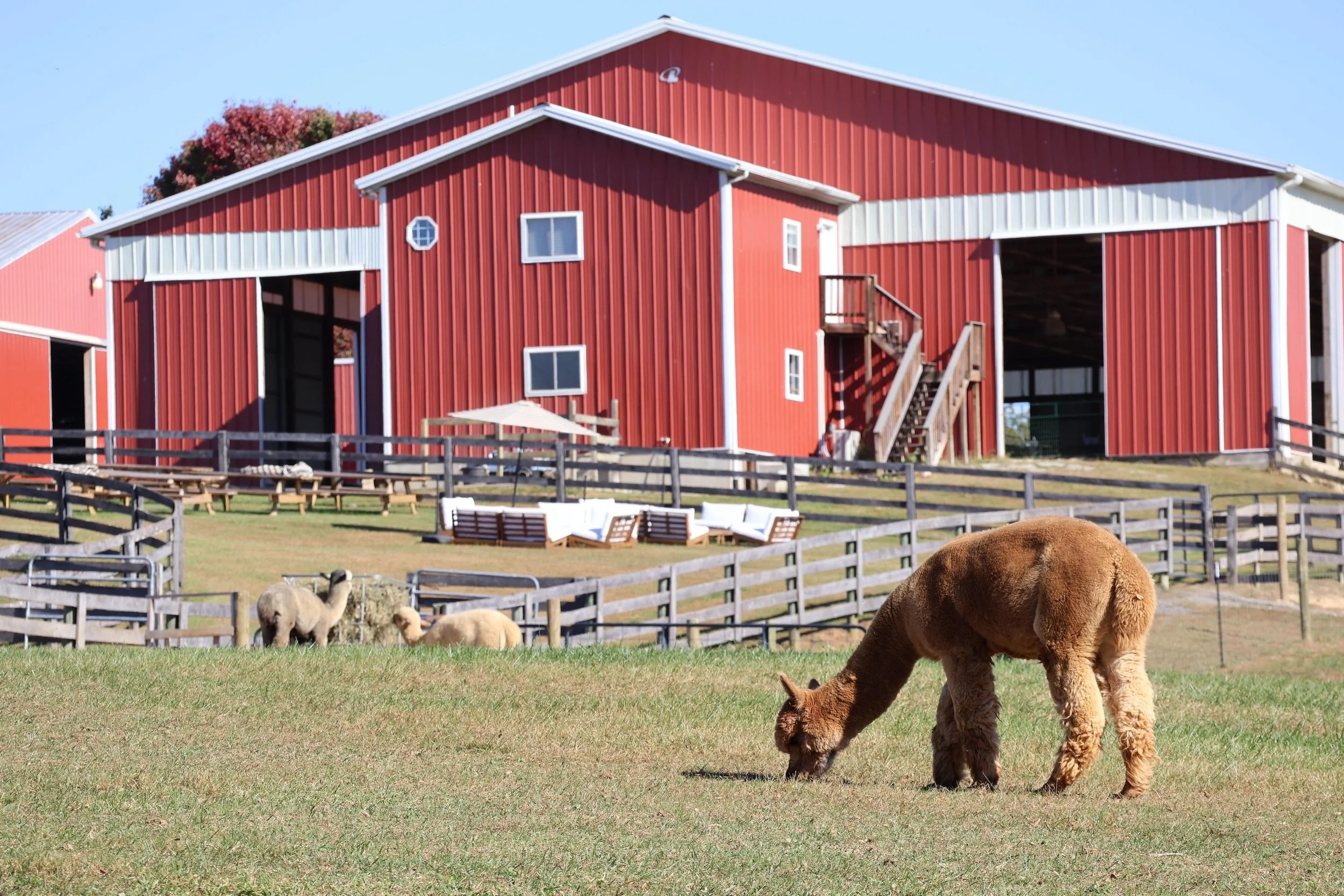 Where the Air Is Crisp and the Alpacas Roam: A Maryland Fall Retreat ...