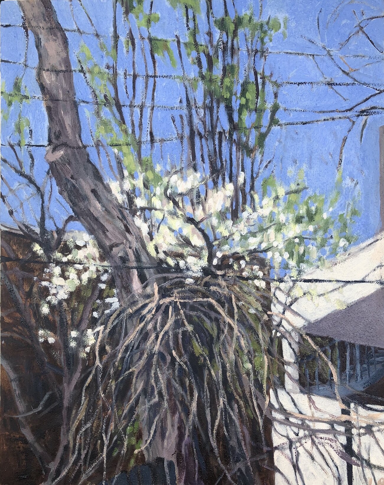 Tangled Alley, 14 x 12", oil on panel // sold