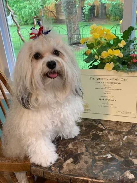 Narwyn Havanese silver sable short chair puppy cut