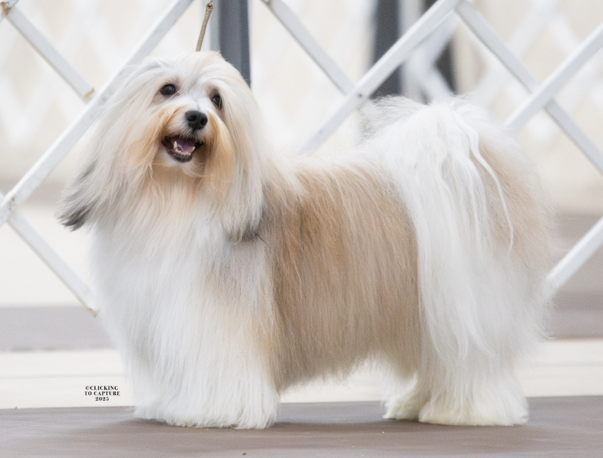 Narwyn Havanese show dog sable Havanese show coat