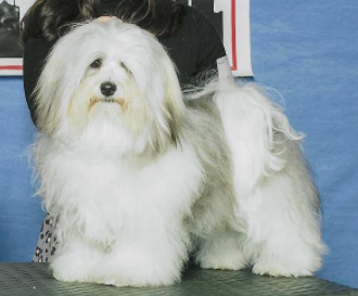 Narwyn Havanese Show Dog