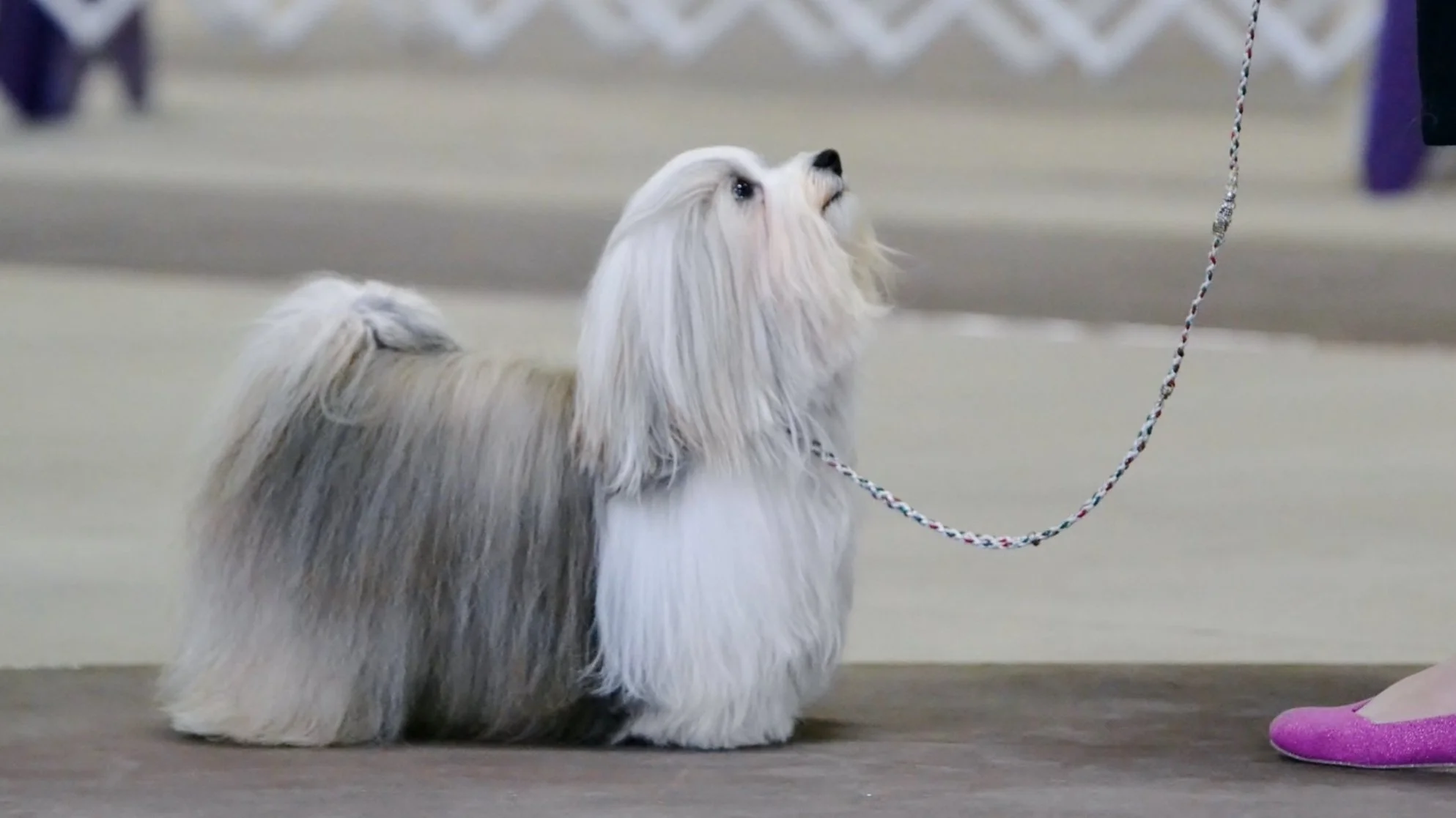 GCHS Narwyn When in Rome TKN FITB Havanese Show Dog Standing Silver Sable Havanese