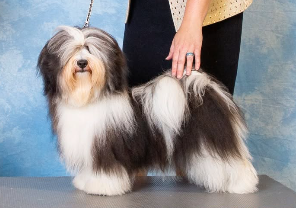 Narwyn Single Malt show dog in a show stack/pose, black and white Irish pied havanese