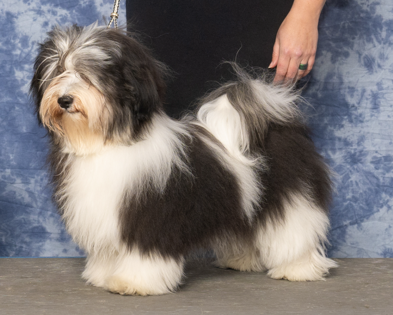 a black and white Narwyn havanese show dog
