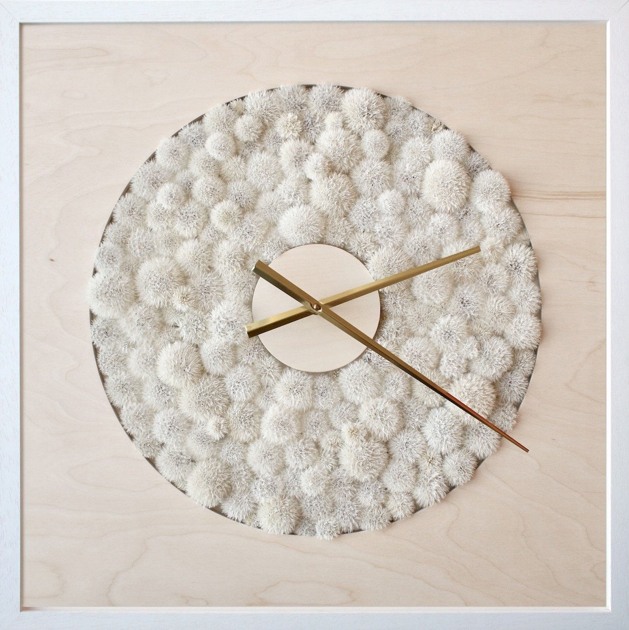 Dandelion clock no.9 (2025). Framed 66 cm x 66cm x 7cm. Foraged dried dandelion seed heads.