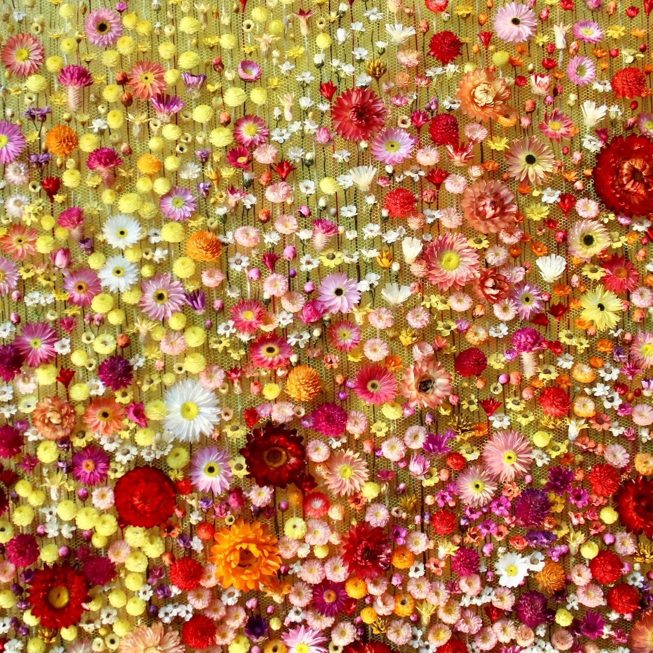 Pastoral 1 (2025), close up. 73 cm x 73 cm. Around 9 dried flower species. 