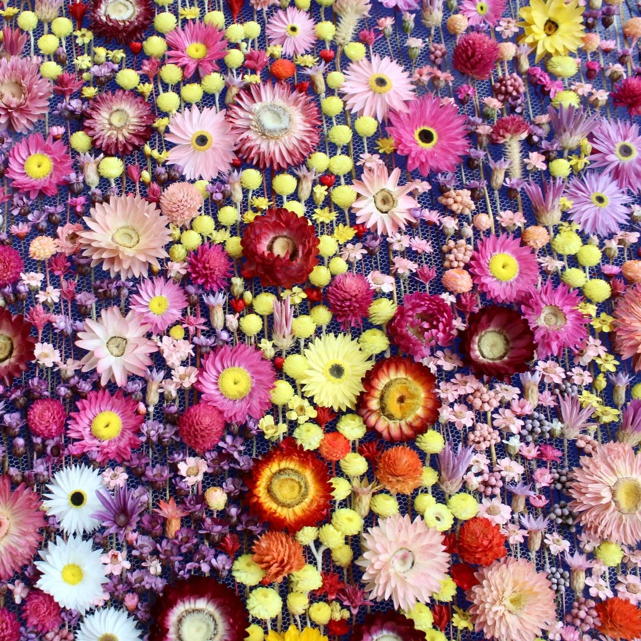 Under the Midnight Sky (2025), 105cm x 105 cm. Around 9 dried flower species.