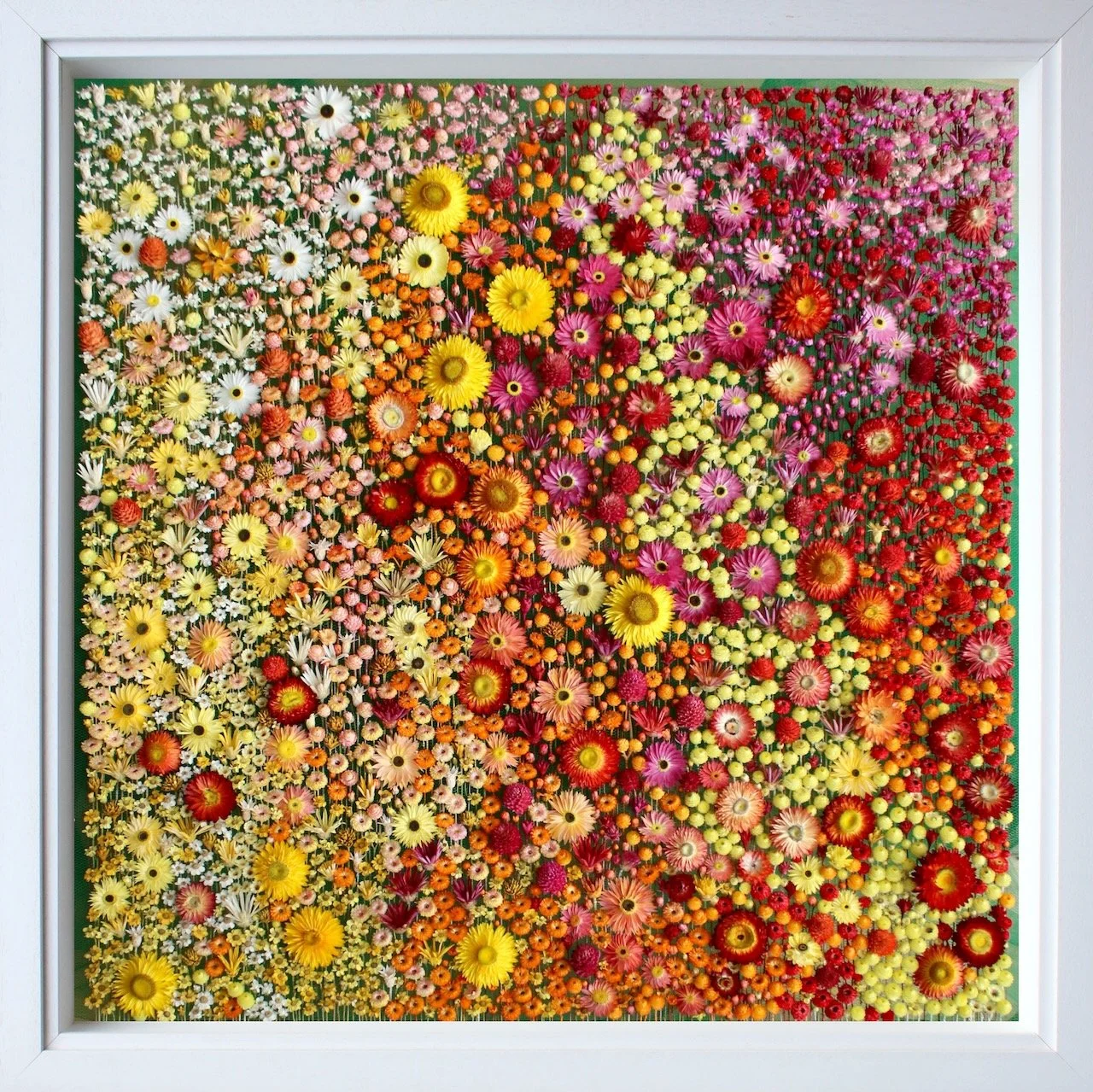 Pastoral 2 (2026). 73 cm x 73 cm. Around 9 dried flower species. 