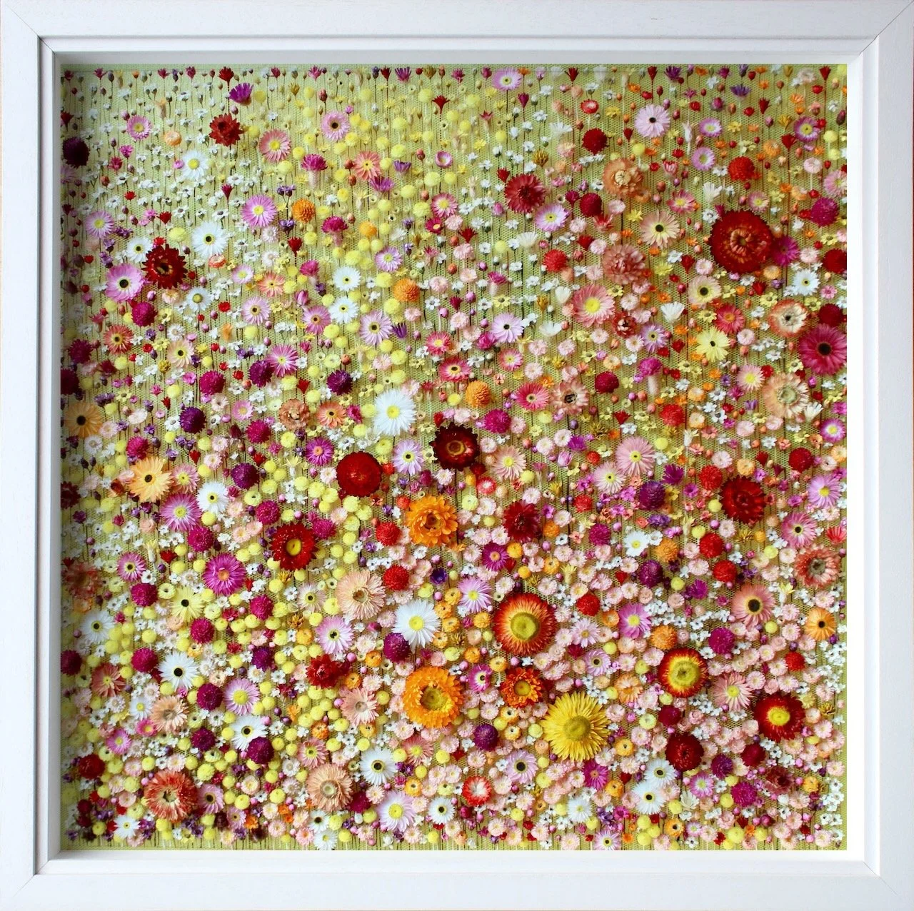 Pastoral 1 (2025). 73 cm x 73 cm. Around 9 dried flower species. (sold)