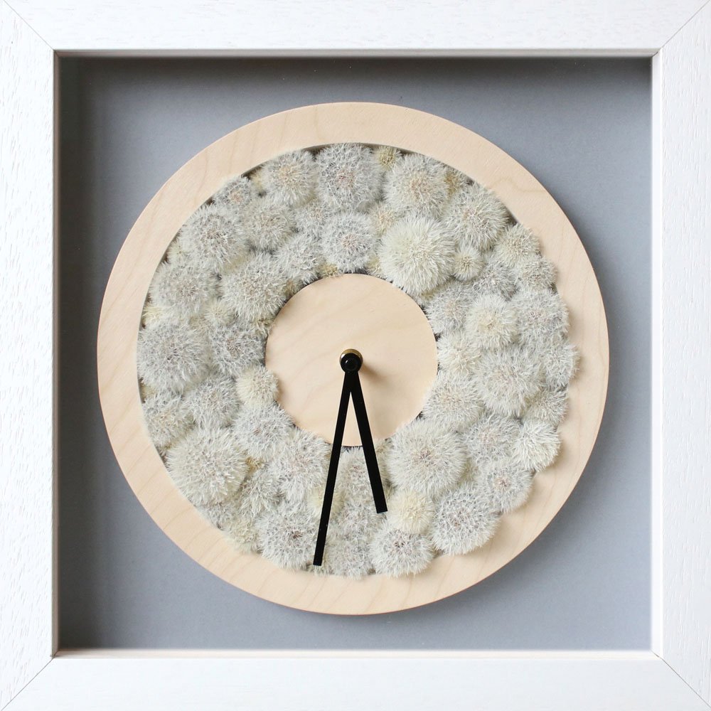 Dandelion clock no.3 (2022). Framed 43 cm x 43cm x 7cm. Foraged dried dandelion seed heads.