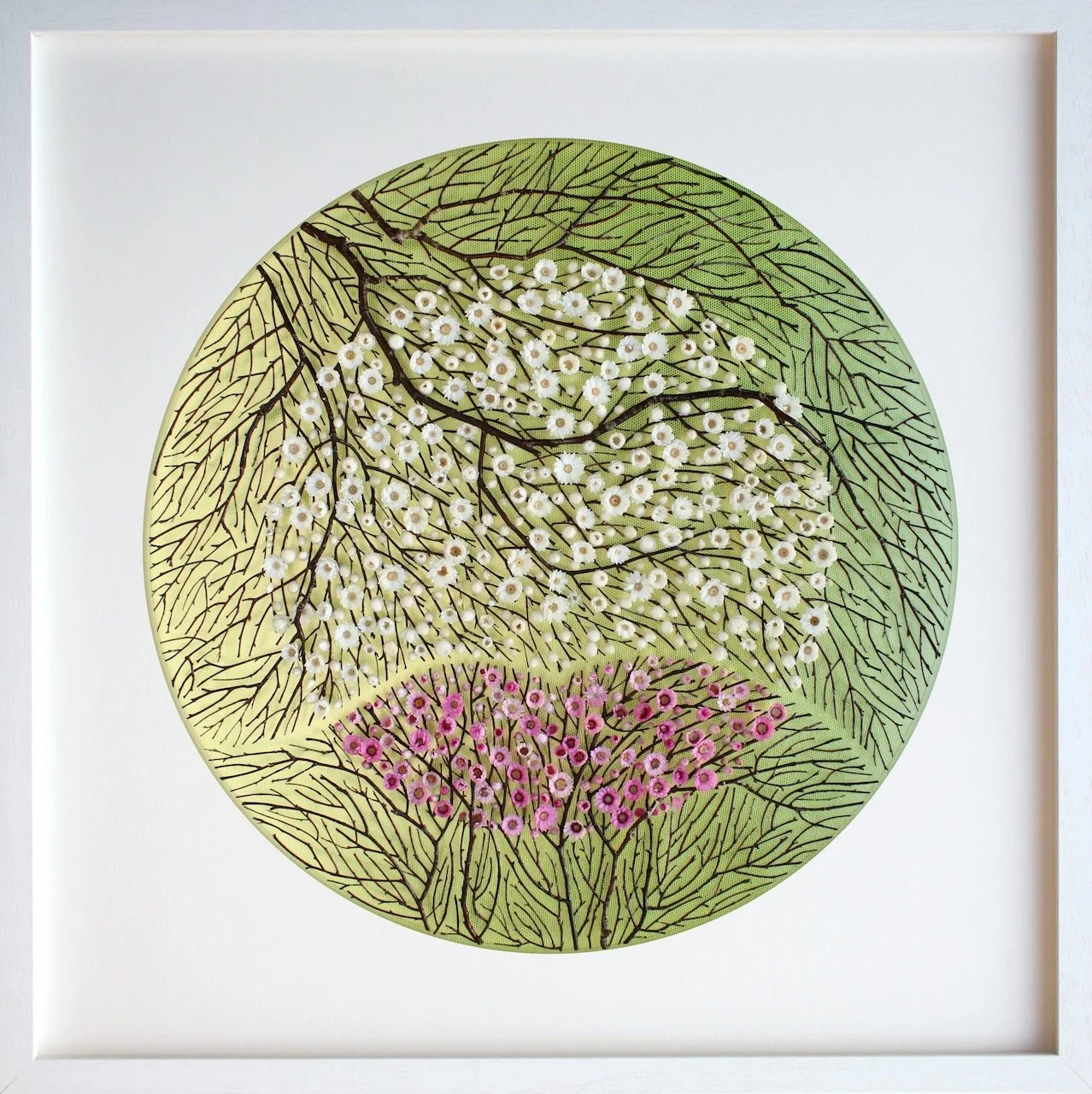 Sweet Embrace (2025). Dried birch twigs, mangles everlasting. 82cm x 82cm. 