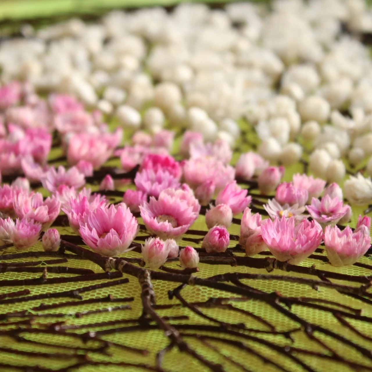 Sweet Embrace (2025). Dried birch twigs, mangles everlasting. 82cm x 82cm. 