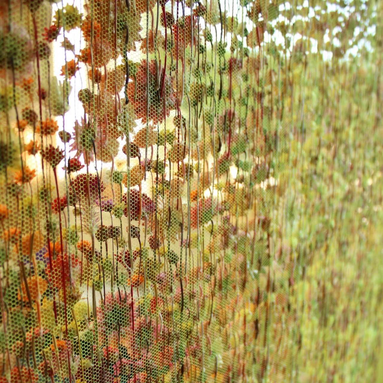 Pastoral 1 (the back). Around 9 dried flower species. 