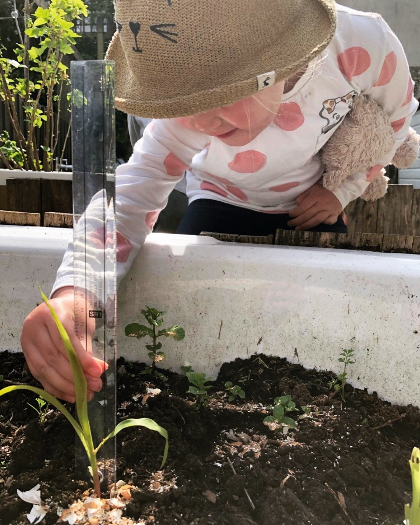 Monitoring growth in the Kitchen Garden at Naturally Learning Falmouth 🌱

The Preschool children are feeling excited as a few shoots have appeared in the vegetable bed! 

#thisisnaturallylearning