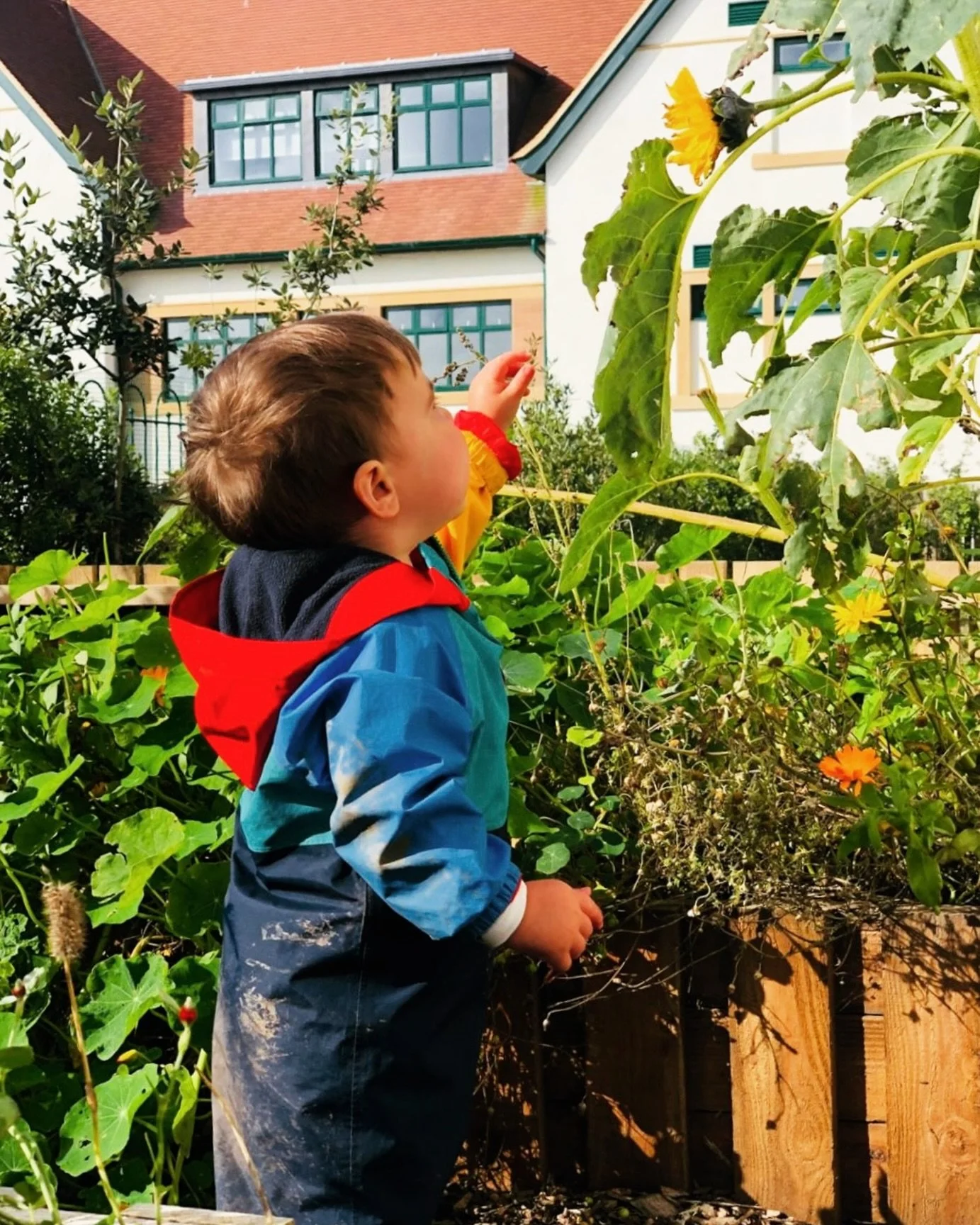 Gardening in the Autumn sunshine at Naturally Learning Nansledan! 
We had some wonderful seasonal flowers growing in the Allotment this year 🌼
#thisisnaturallylearning